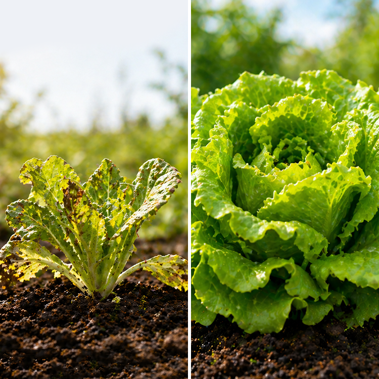 LIMETOW® Organic Vegetable-Specific Fertilizer