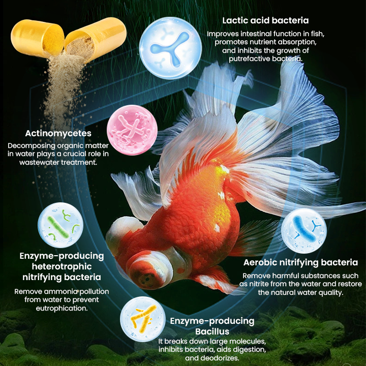 LIMETOW® Nitrifying Bacteria Powder Capsules