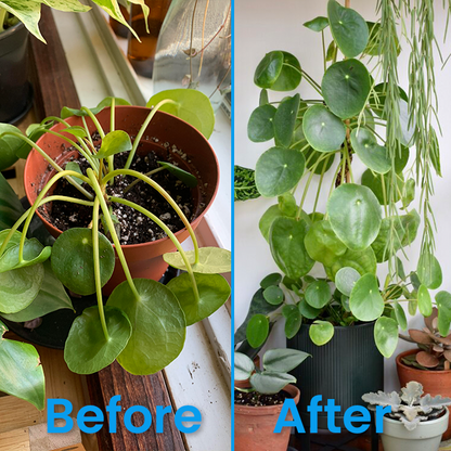 Official Store: LIMETOW® Plant Revitalizer