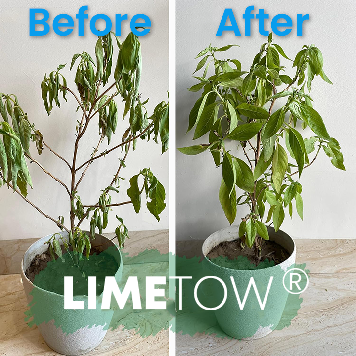 Official Store: LIMETOW® Plant Revitalizer