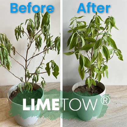 Official Store: LIMETOW® Plant Revitalizer