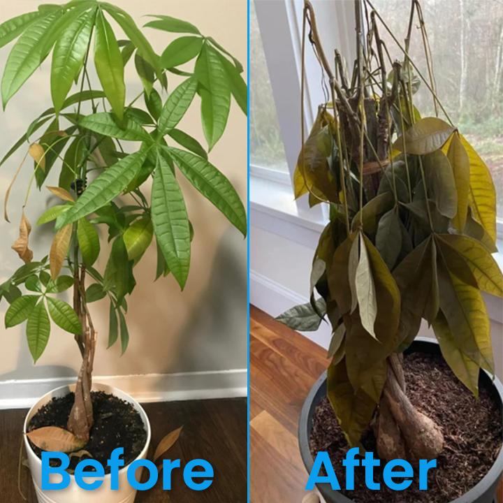 Official Store: LIMETOW® Plant Revitalizer