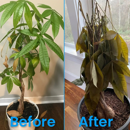 Official Store: LIMETOW® Plant Revitalizer