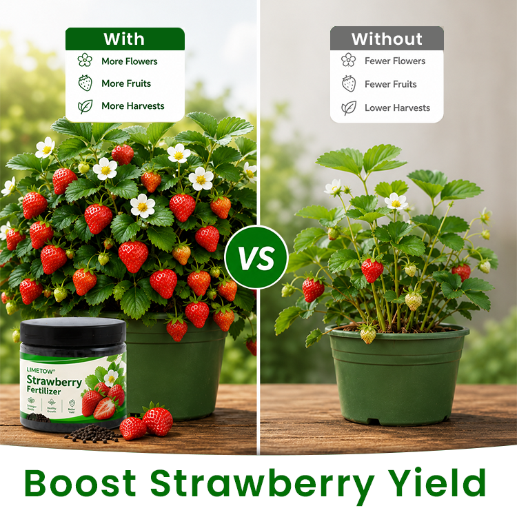 LIMETOW® Strawberry Fertilizer