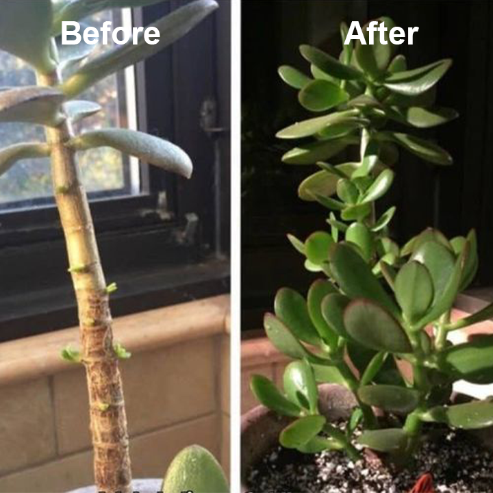 LIMETOW® Phytovitamin Solution