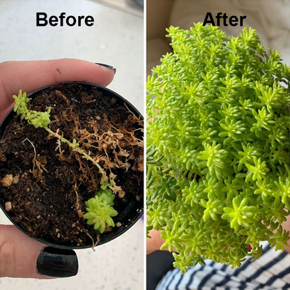 LIMETOW® Phytovitamin Solution