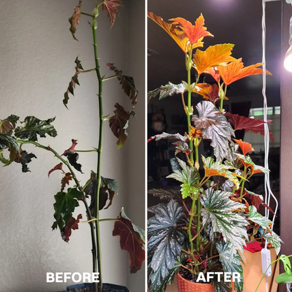 LIMETOW® Powerful Rooting Powder