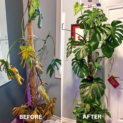LIMETOW® Powerful Rooting Powder