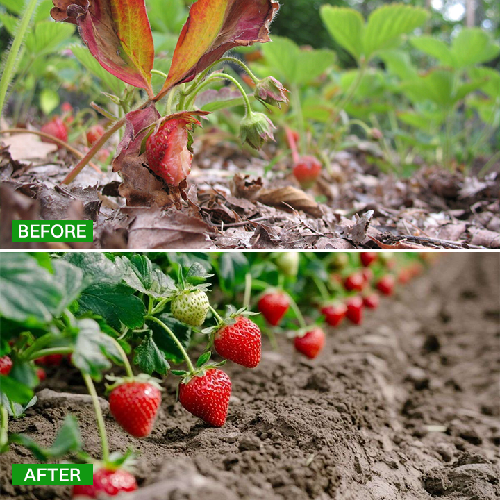 LIMETOW® Fermented Soybean Meal Organic Fertilizer