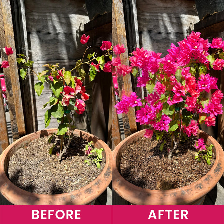 LIMETOW® Flower Regeneration Agent