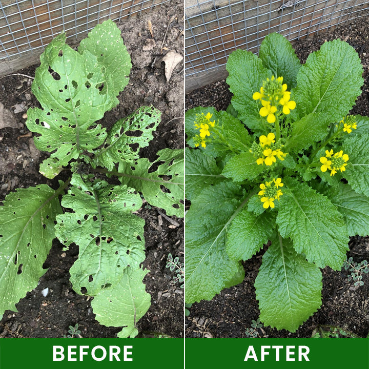 LIMETOW® Baking Soda Powder for Plants