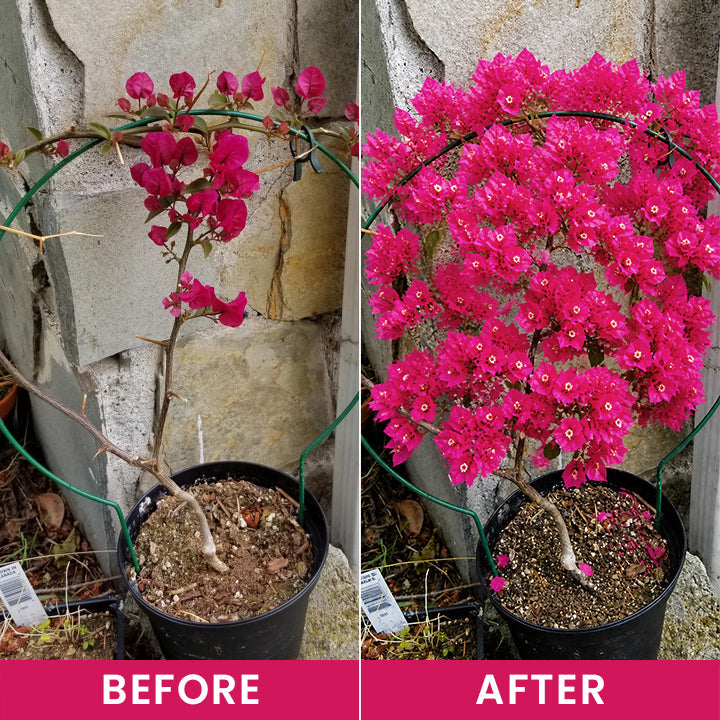 LIMETOW® Flower Regeneration Agent