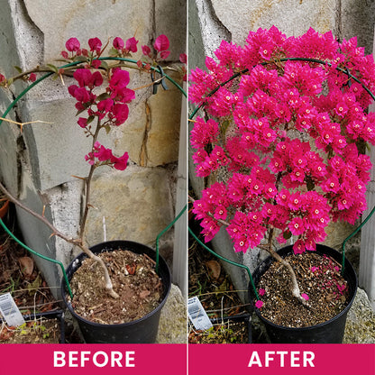 LIMETOW® Flower Regeneration Agent