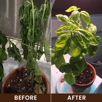 LIMETOW® Soil Activator