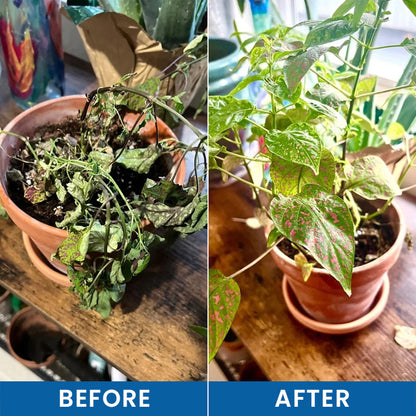 LIMETOW® Baking Soda Powder for Plants