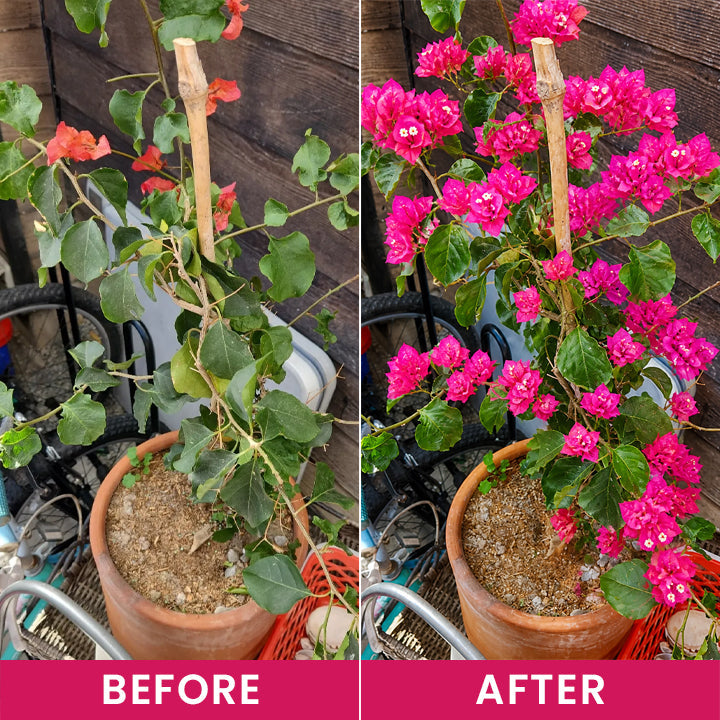 LIMETOW® Flower Regeneration Agent