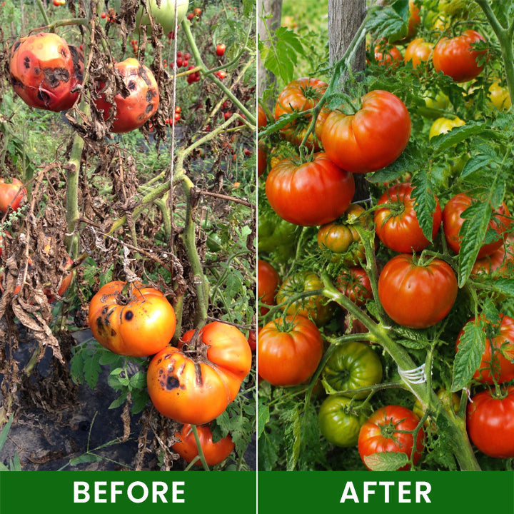 LIMETOW® Baking Soda Powder for Plants
