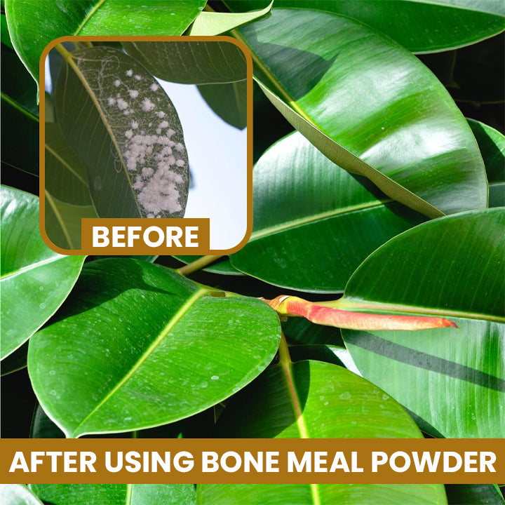 LIMETOW™ Bone Meal Powder