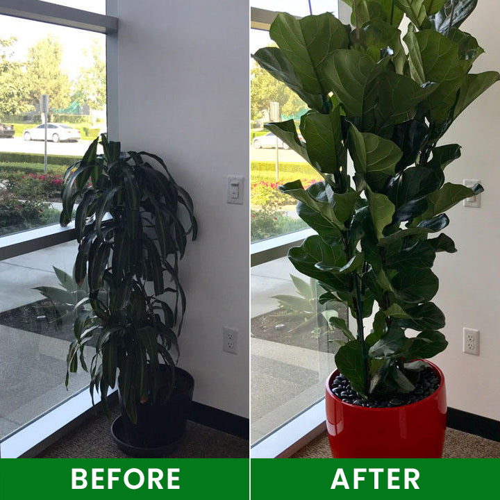 LIMETOW® Plant Nutrient Beads