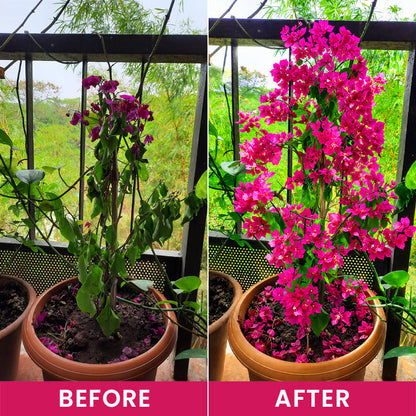 LIMETOW® Flower Regeneration Agent