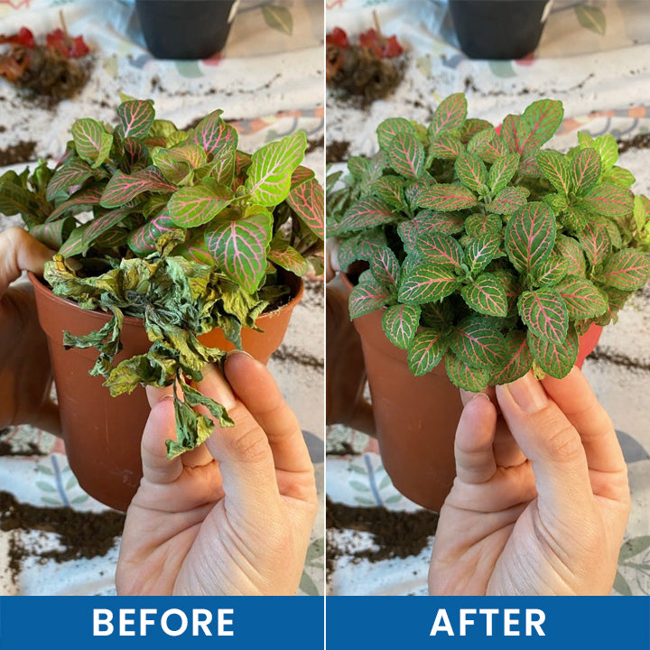 LIMETOW® Baking Soda Powder for Plants